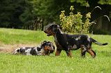 BEAUCERON - PUPPIES 295